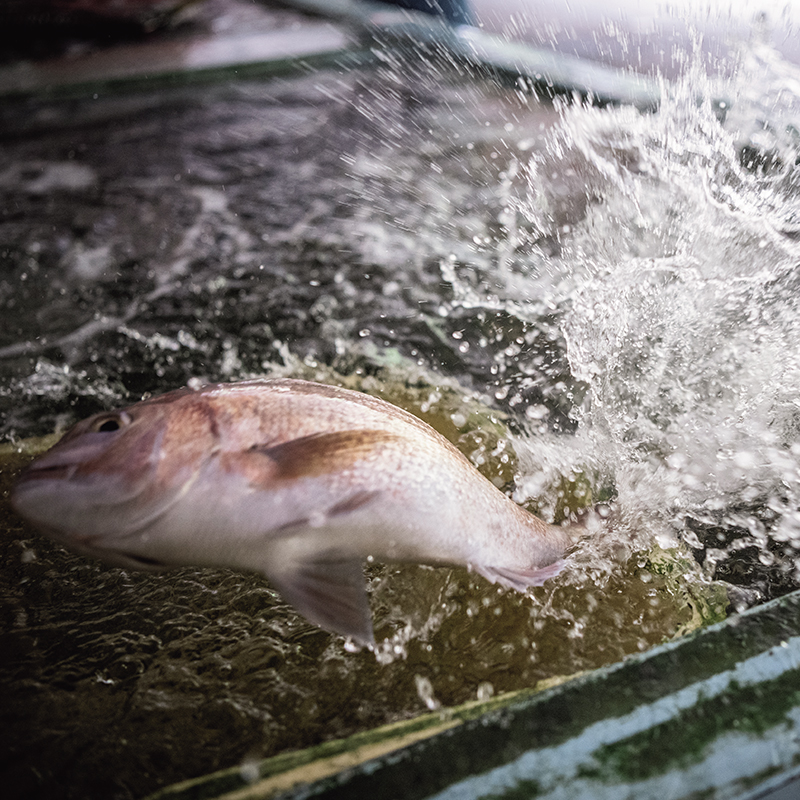 超過1公斤的大鯛魚肉質厚實
